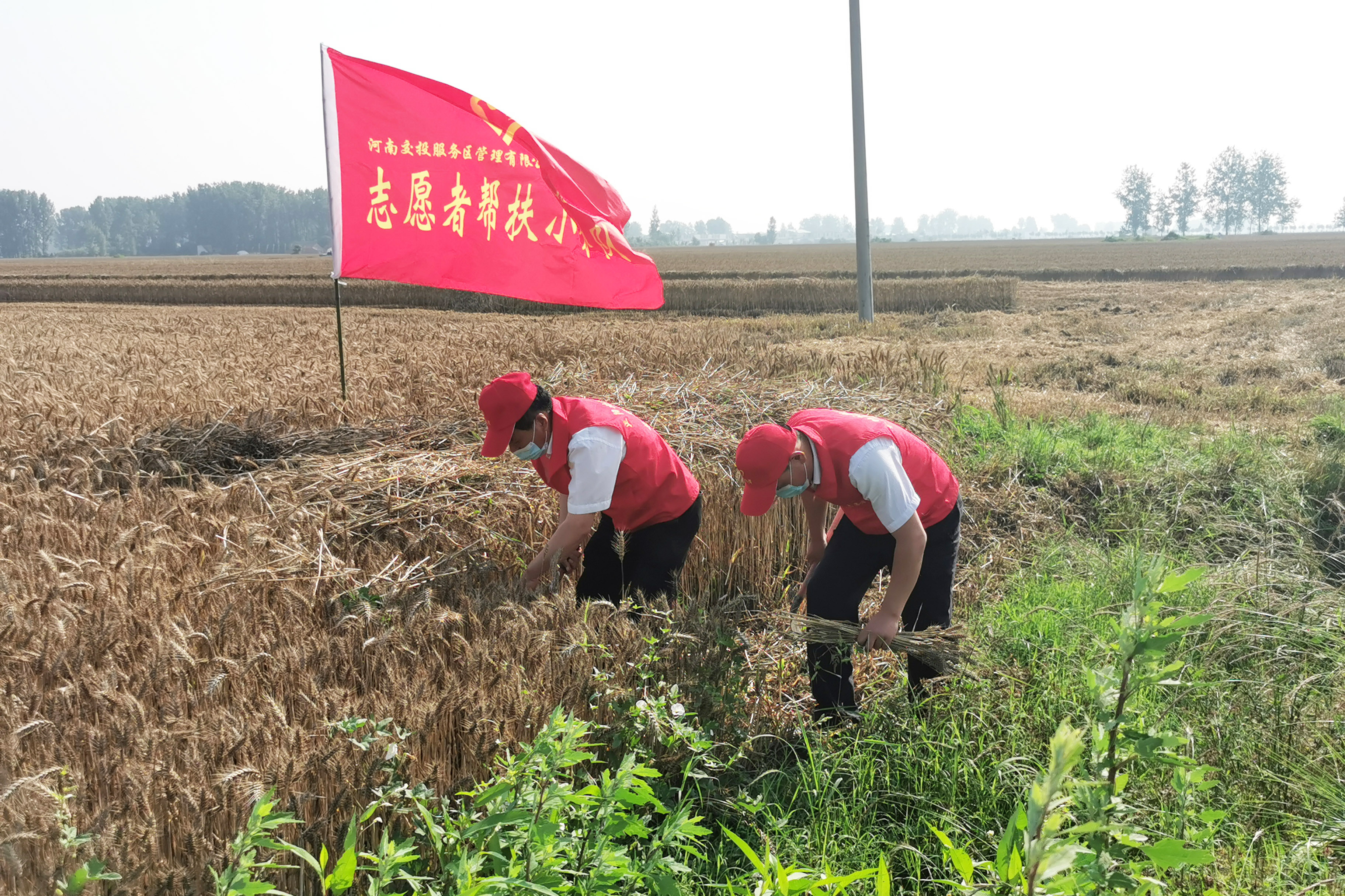 正陽北服務區成立“三夏”志愿服務隊，前往附近村莊幫助農戶搶收小麥。拍攝人：周君婭.jpg